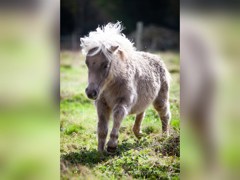 Shetland Ponys Merrie veulen (04/2024) 100 cm Vos in Courtonne-la-Meurdrac