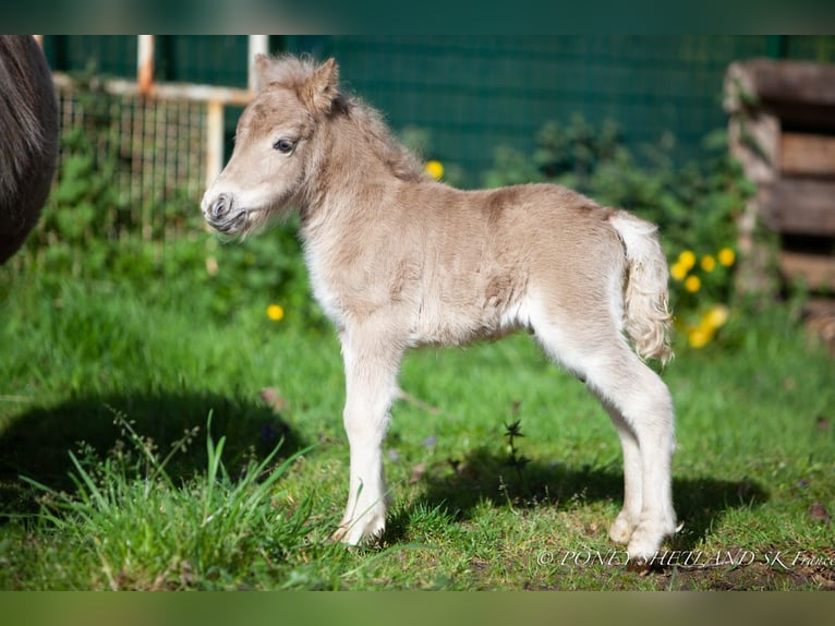 Shetland Ponys Merrie veulen (04/2024) 100 cm Vos in Courtonne-la-Meurdrac