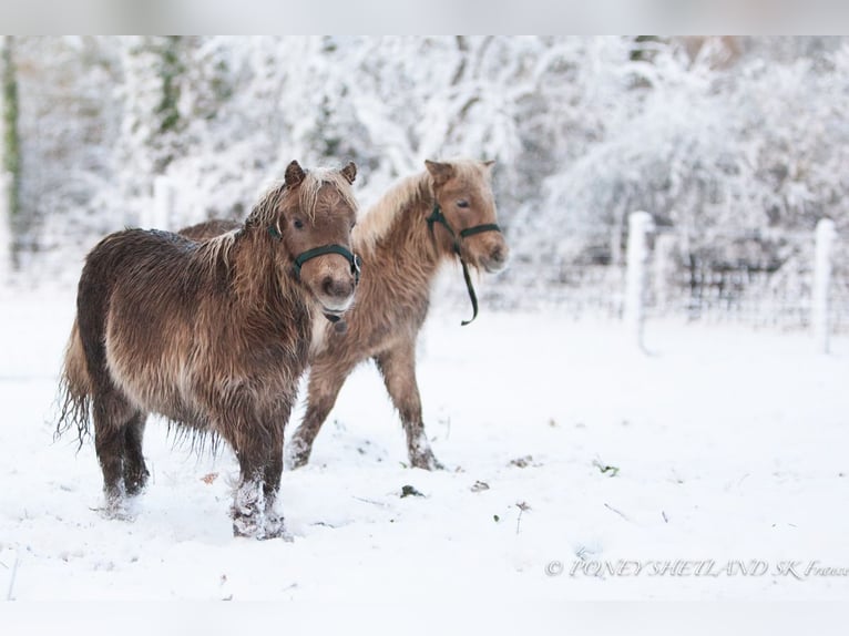 Shetland Ponys Merrie  100 cm Vos in Courtonne-la-Meurdrac