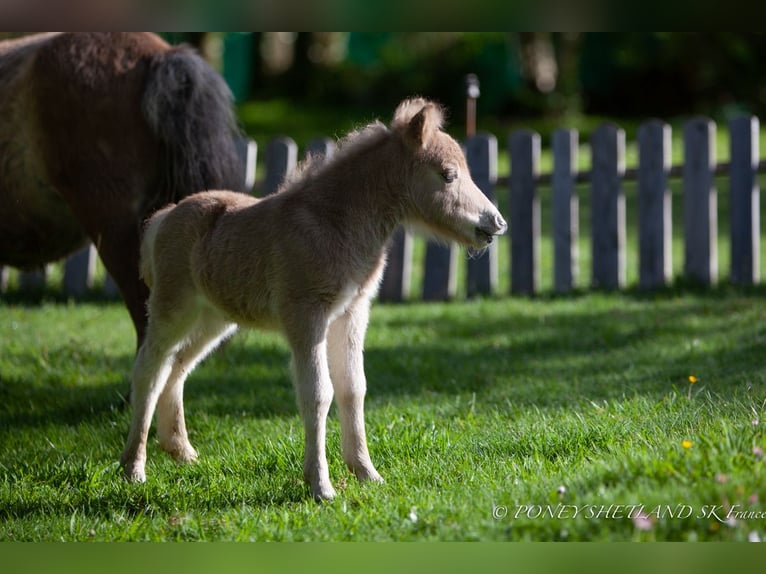 Shetland Ponys Merrie veulen (04/2024) 100 cm Vos in Courtonne-la-Meurdrac