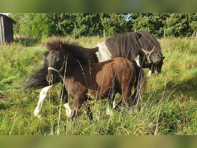 Shetland Ponys Merrie Veulen (03/2025) 100 cm Zwart in Kahla