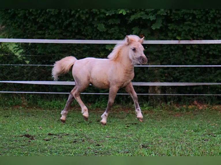 Shetland Ponys Merrie Veulen (05/2025) 105 cm Palomino in Ebersbach Shetland Ponys Merrie Veulen (05/2025) 105 cm Palomino in Ebersbach