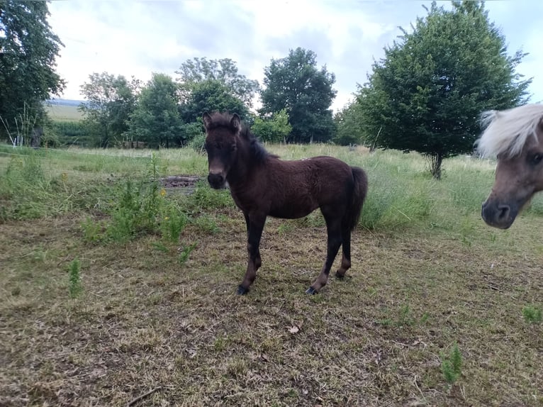 Shetland Ponys Merrie Veulen (04/2025) 105 cm Zwart in M&#xFC;geln