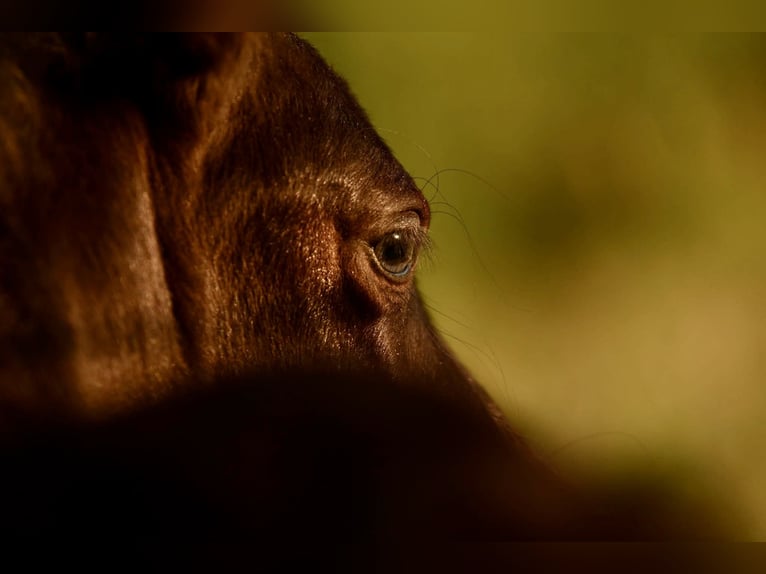 Shetland Ponys Merrie Veulen (05/2025) 106 cm Zwart in Gro&#xDF; Molzahn