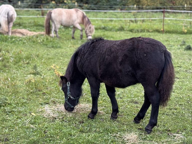 Shetland Ponys Merrie Veulen (05/2025) 106 cm Zwart in Gro&#xDF; Molzahn
