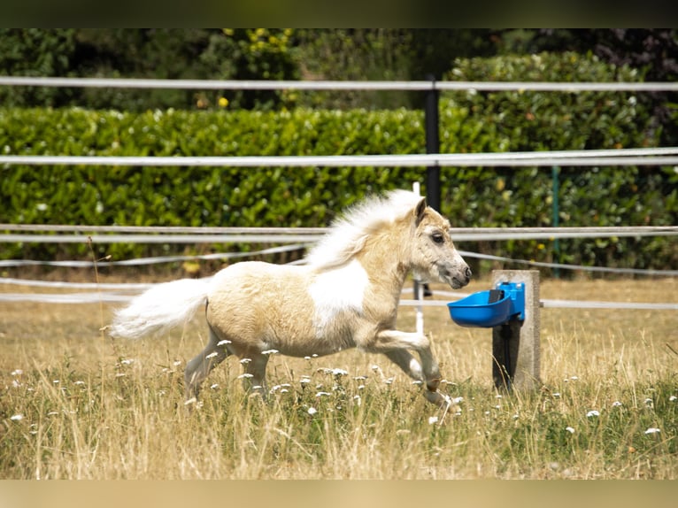 Shetland Ponys Merrie Veulen (04/2026) 83 cm Gevlekt-paard in Westerkappeln