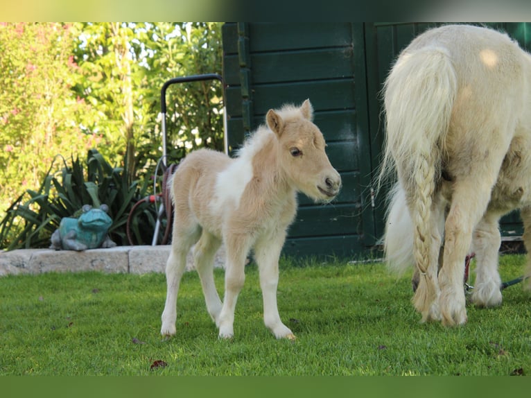 Shetland Ponys Merrie Veulen (04/2026) 83 cm Gevlekt-paard in Westerkappeln