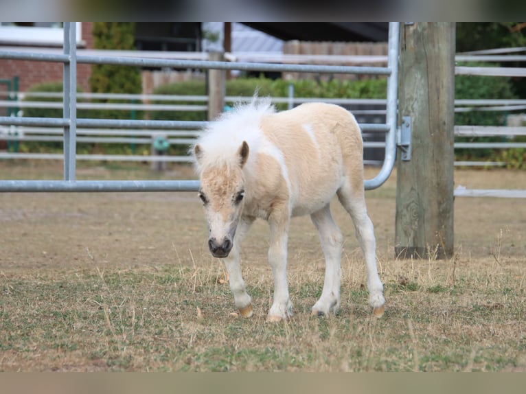 Shetland Ponys Merrie Veulen (04/2026) 83 cm Gevlekt-paard in Westerkappeln