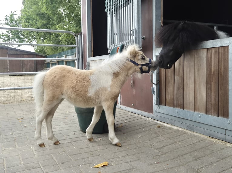 Shetland Ponys Merrie Veulen (04/2026) 83 cm Gevlekt-paard in Westerkappeln