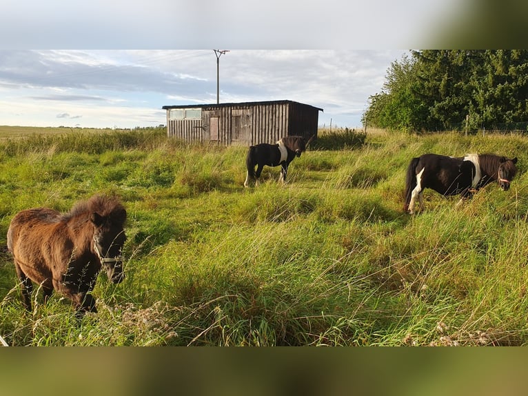 Shetland Ponys Merrie veulen (04/2024) 85 cm Zwart in Kahla