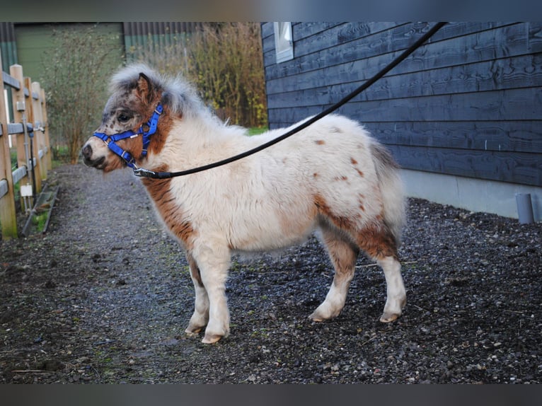 Shetland Ponys Merrie  90 cm Zwart in Ophemert