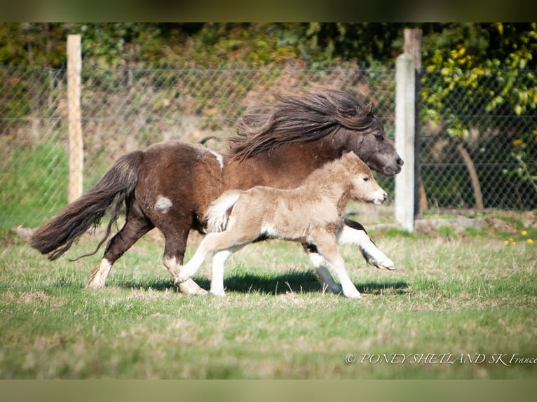 Shetland Ponys Merrie Veulen (03/2026) 95 cm Palomino in La Vespière