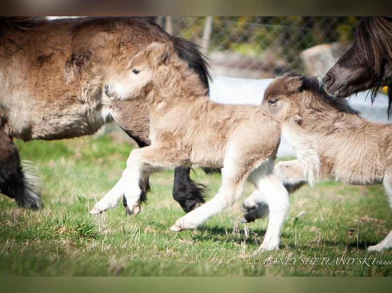 Shetland Ponys Merrie Veulen (03/2026) 95 cm Palomino in La Vespière