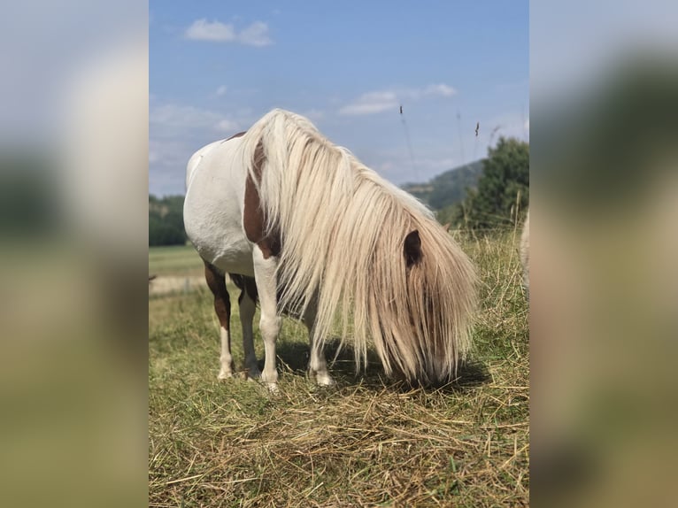 Shetland Ponys Merrie Veulen (01/2026)  in Heringen (Werra)