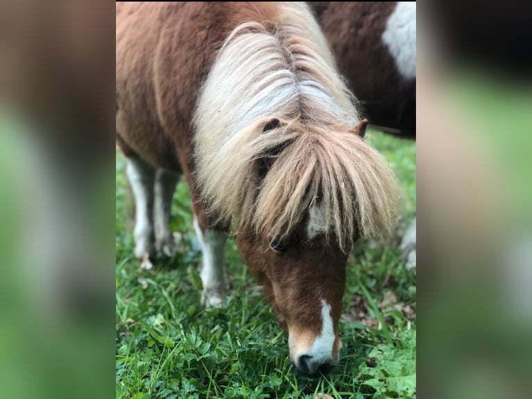 Shetland Ponys Merrie veulen (01/2024) in Trittau
