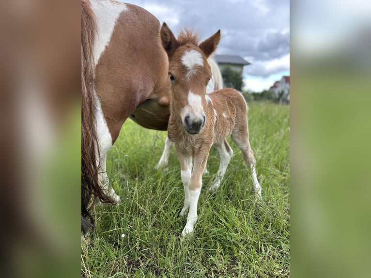 Shetland Ponys Merrie veulen (05/2024) Gevlekt-paard in Königsbrunn