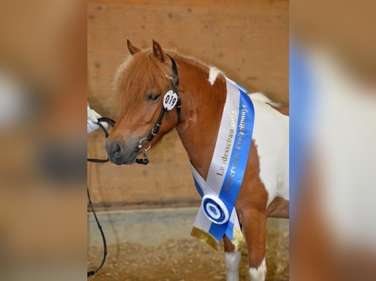 Shetland Ponys Merrie veulen (05/2024) Gevlekt-paard in Königsbrunn