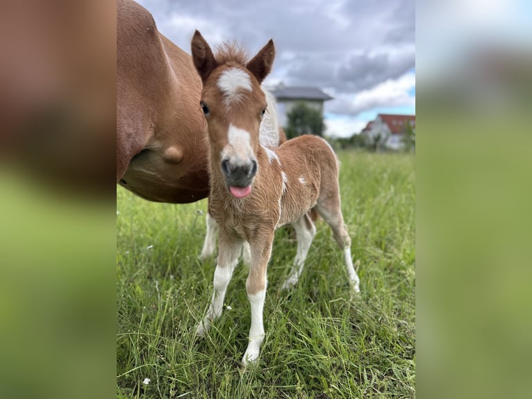 Shetland Ponys Merrie veulen (05/2024) Gevlekt-paard in Königsbrunn