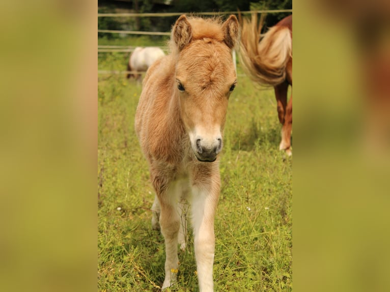 Shetland Ponys Merrie veulen (05/2024) Palomino in Béthisy-Saint-Pierre