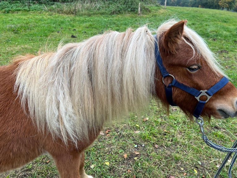 Shetland Ponys Merrie Veulen (05/2026) Vos in Hagenow
