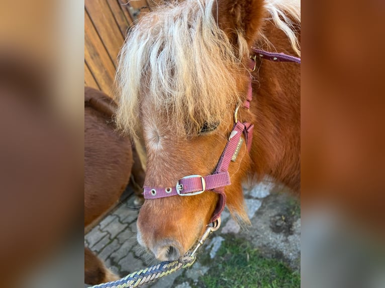 Shetland Ponys Merrie Veulen (05/2026) Vos in Hagenow