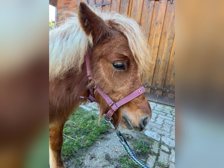 Shetland Ponys Merrie Veulen (05/2026) Vos in Hagenow