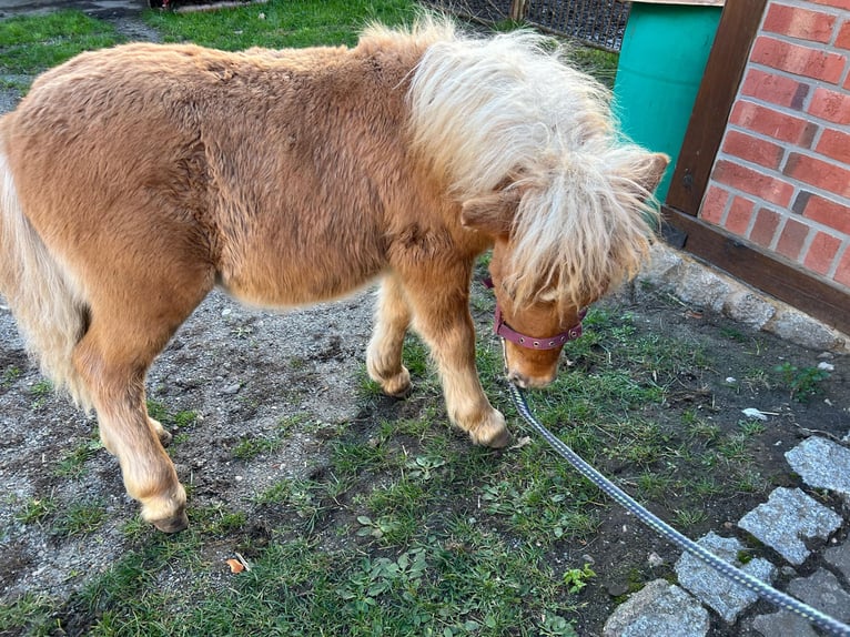 Shetland Ponys Merrie Veulen (05/2026) Vos in Hagenow