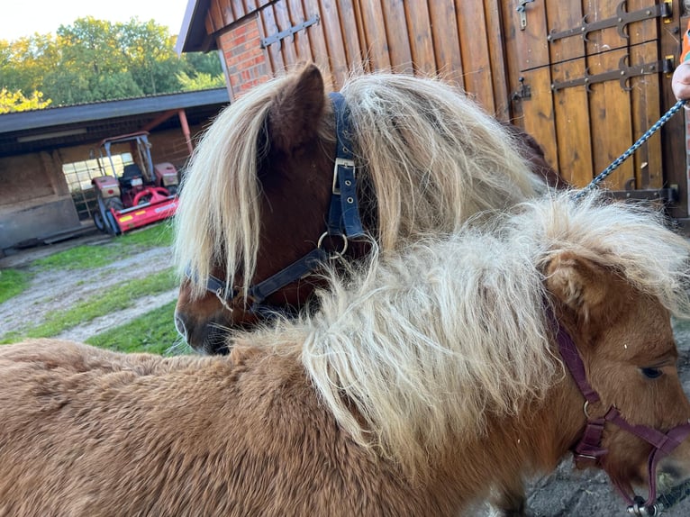 Shetland Ponys Merrie Veulen (05/2026) Vos in Hagenow