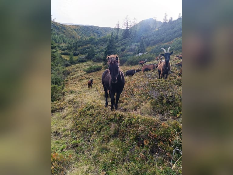 Shetland Ponys Mix Merrie Veulen (04/2025) Zwart in Bad Hofgastein, Gasteinertal