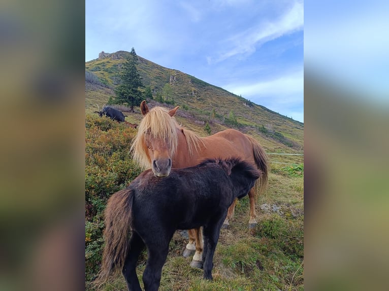 Shetland Ponys Mix Merrie Veulen (04/2025) Zwart in Bad Hofgastein, Gasteinertal