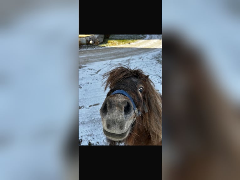 Shetland Ponys Onbekend 20 Jaar 85 cm Appelschimmel in Reisbach
