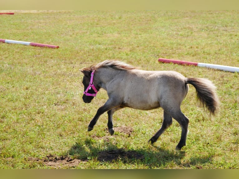 Shetland Ponys Onbekend Veulen (04/2026)  in Sulzberg