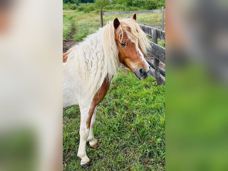 Shetland Ponys Ruin 10 Jaar 110 cm Gevlekt-paard in Candeleda