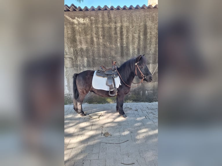 Shetland Ponys Ruin 10 Jaar 110 cm Zwart in Solarino