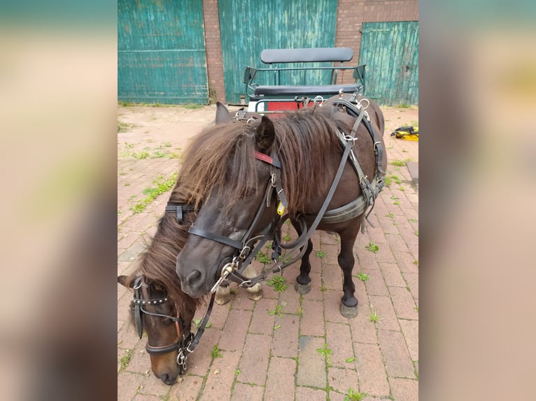 Shetland Ponys Ruin 10 Jaar 91 cm Donkerbruin in Rahden