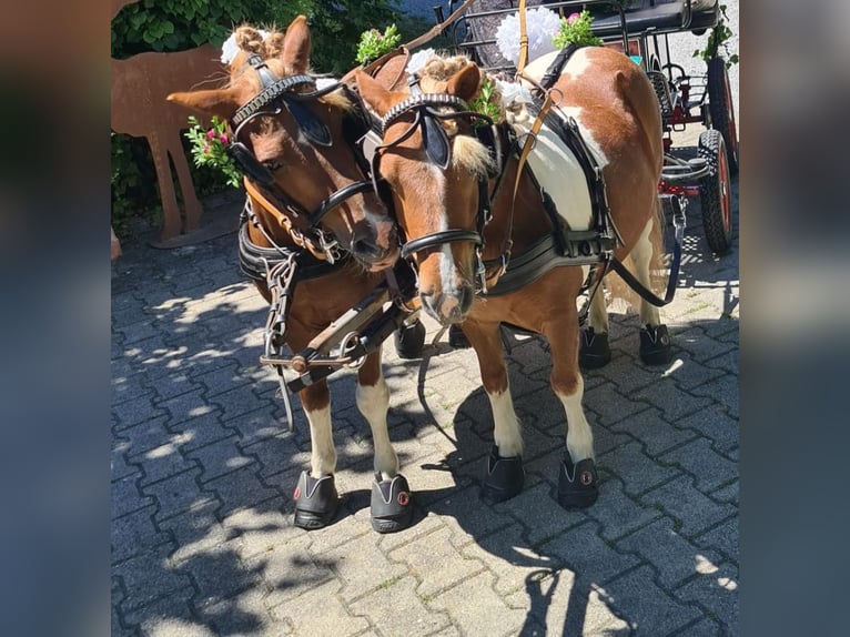 Shetland Ponys Ruin 11 Jaar 105 cm Gevlekt-paard in Frankenhardt