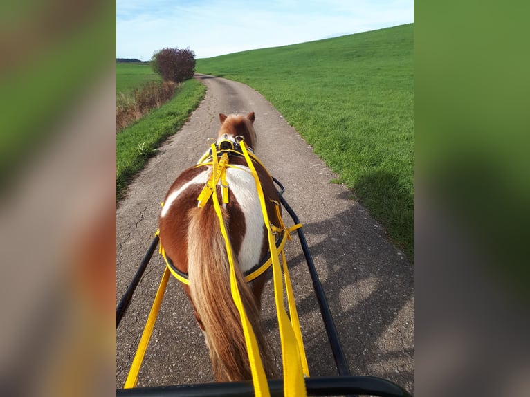 Shetland Ponys Ruin 11 Jaar 105 cm Gevlekt-paard in Frankenhardt