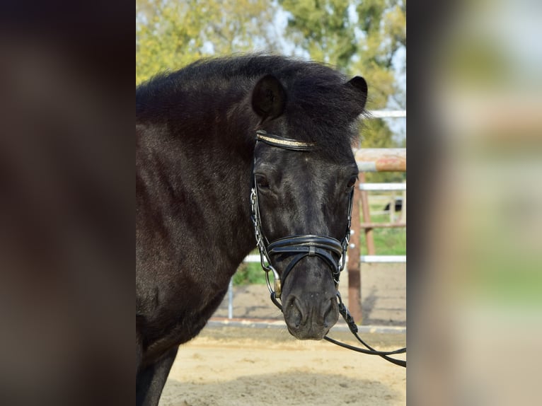 Shetland Ponys Mix Ruin 11 Jaar 115 cm Donkerbruin in Beucha