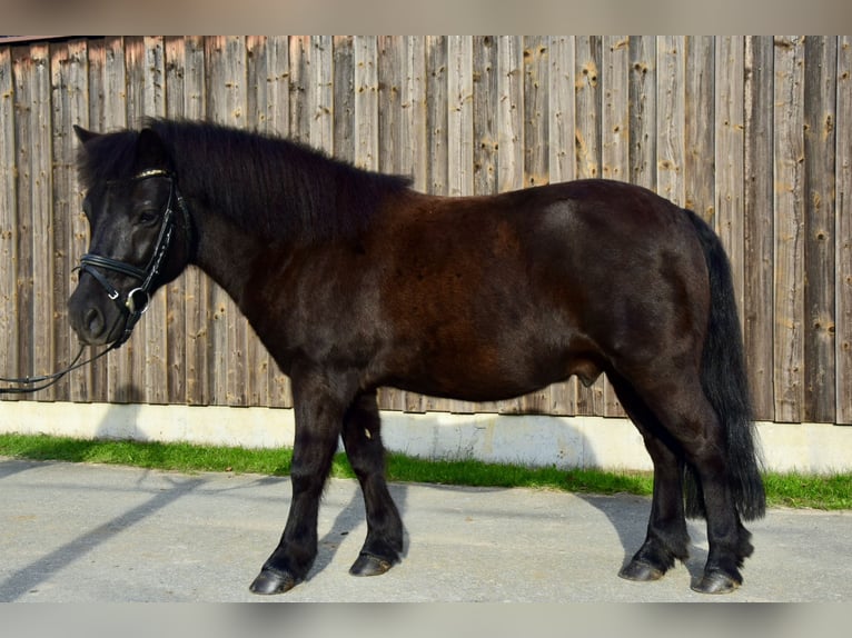 Shetland Ponys Mix Ruin 11 Jaar 115 cm Donkerbruin in Beucha