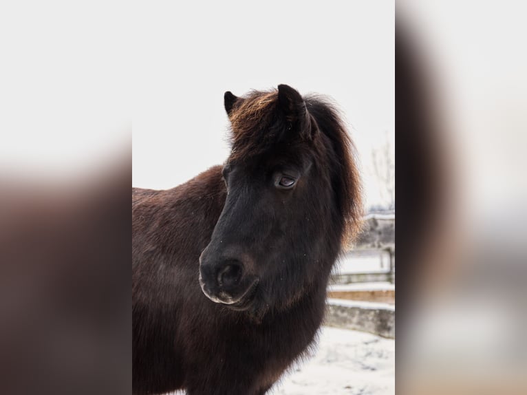 Shetland Ponys Ruin 11 Jaar 117 cm Gevlekt-paard in Elterlein