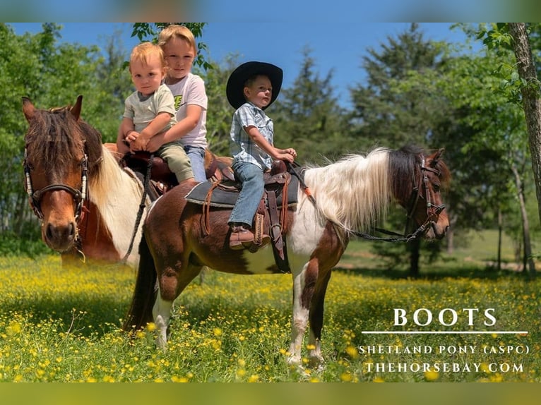 Shetland Ponys Ruin 11 Jaar 117 cm Gevlekt-paard in Rogersville, MO