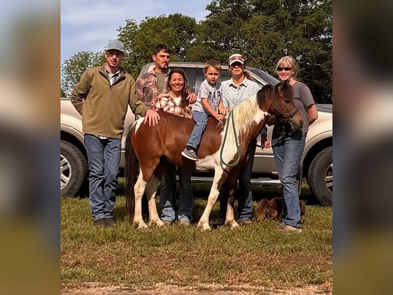 Shetland Ponys Ruin 11 Jaar 117 cm Gevlekt-paard in Rogersville, MO