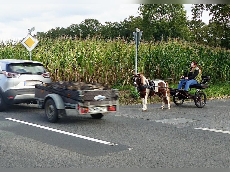 Shetland Ponys Ruin 11 Jaar 93 cm Gevlekt-paard in Halle