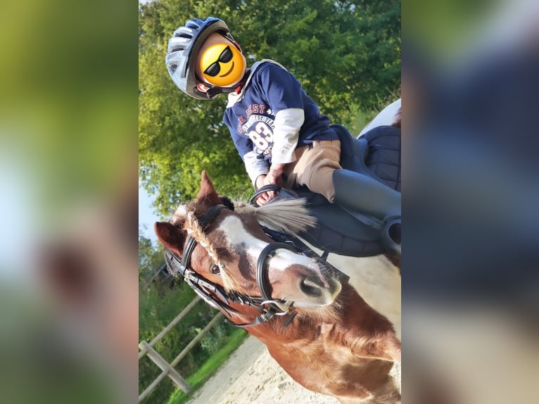 Shetland Ponys Ruin 11 Jaar 93 cm Gevlekt-paard in Halle