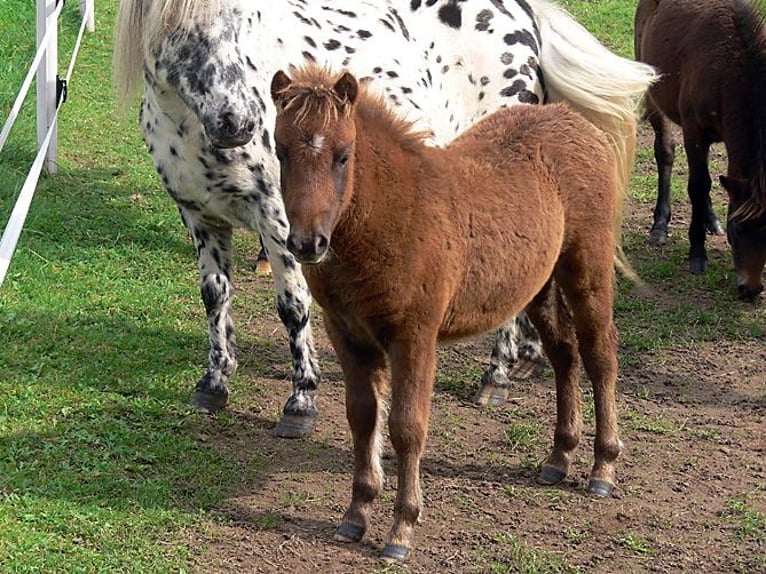 Shetland Ponys Ruin 12 Jaar 100 cm Donkere-vos in Edermünde