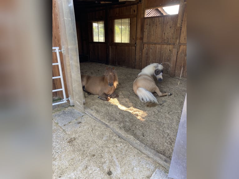 Shetland Ponys Ruin 12 Jaar 100 cm Donkere-vos in Edermünde