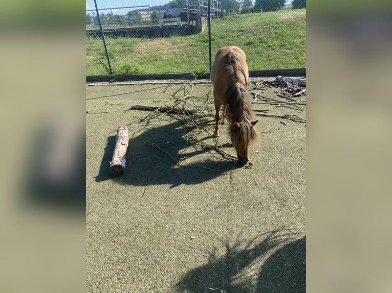 Shetland Ponys Ruin 12 Jaar 100 cm Donkere-vos in Edermünde