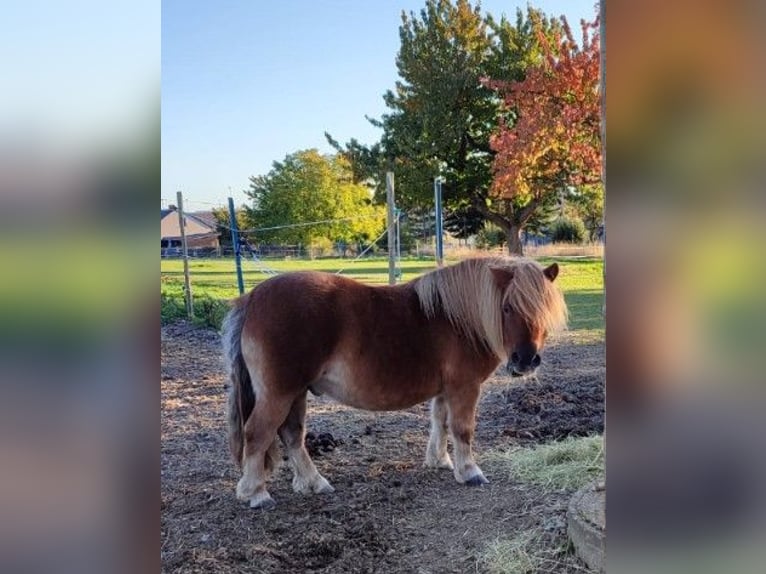 Shetland Ponys Ruin 12 Jaar 100 cm Vos in Emmelshausen