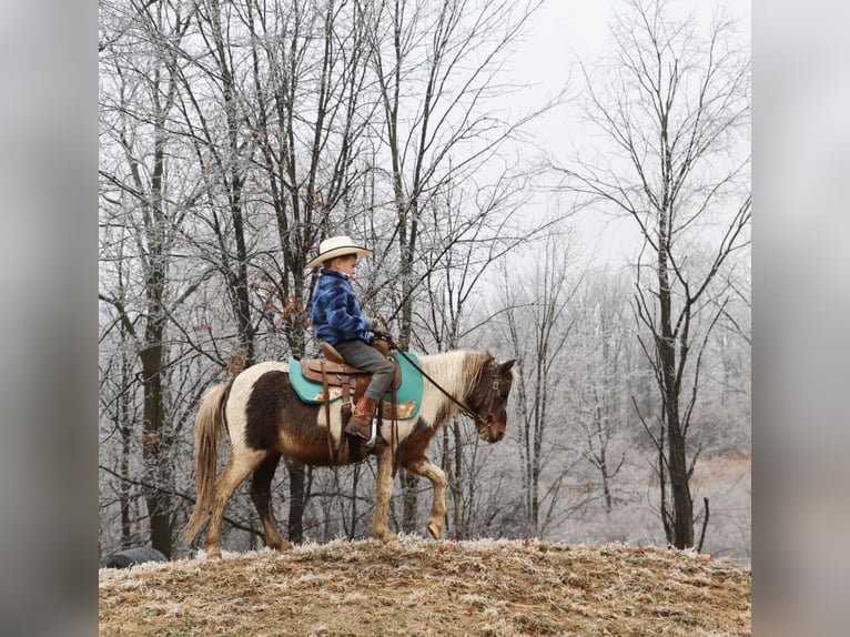 Shetland Ponys Ruin 12 Jaar 102 cm Gevlekt-paard in Howell