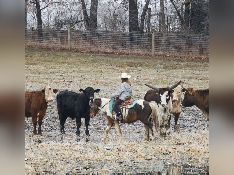 Shetland Ponys Ruin 12 Jaar 102 cm Gevlekt-paard in Howell